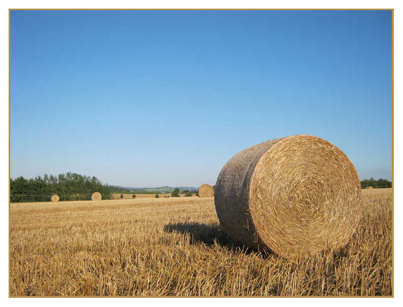 Fields of Gold