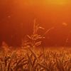 Fields of Gold