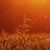 Fields of Gold