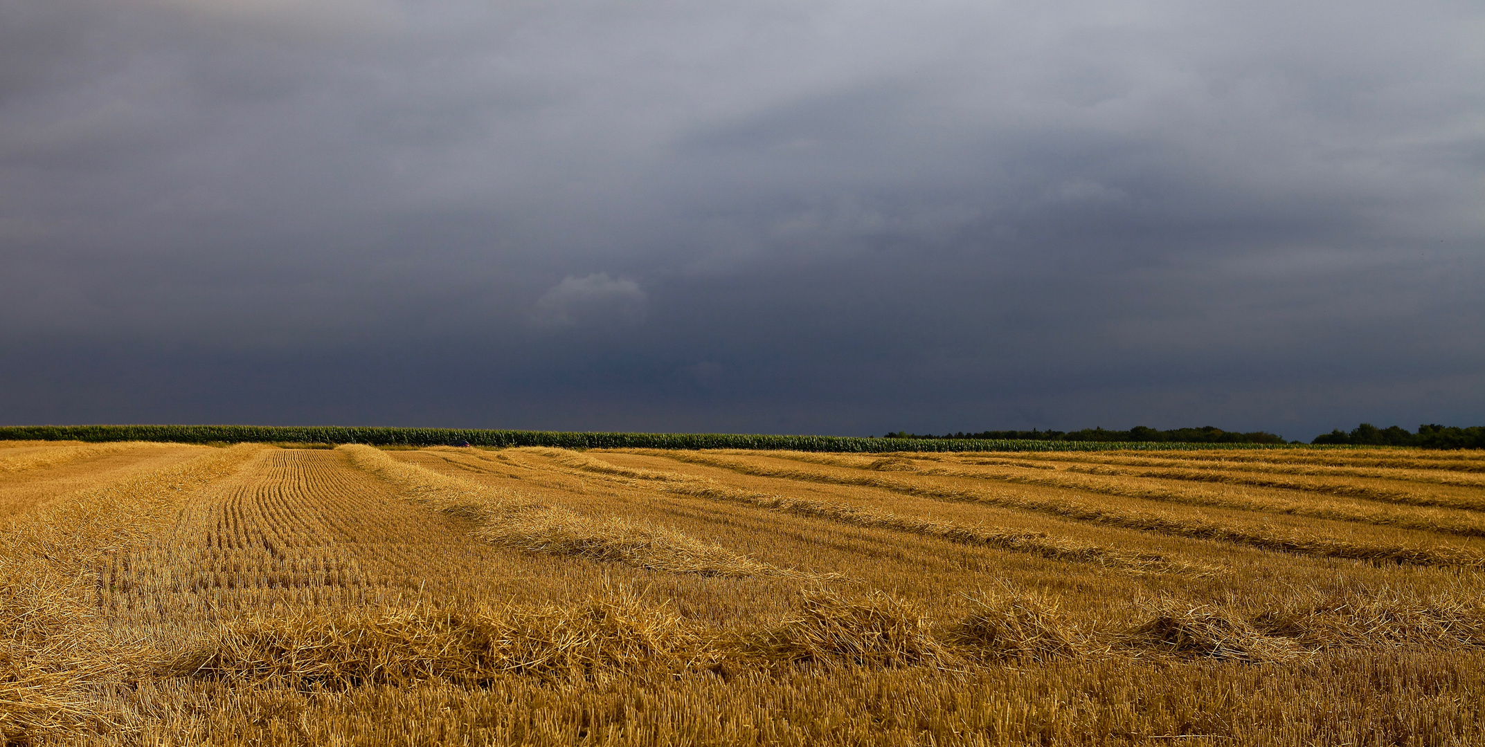 Fields of gold...