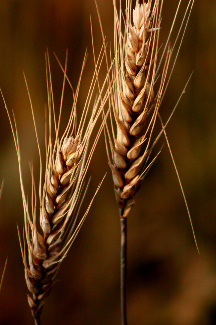 Fields of gold