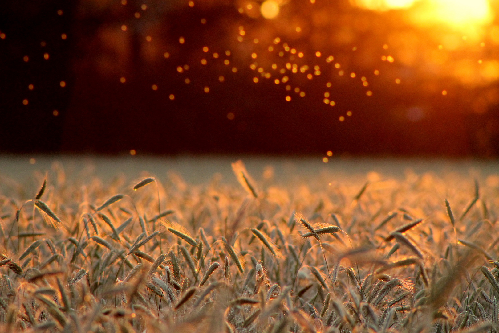 Fields of Gold