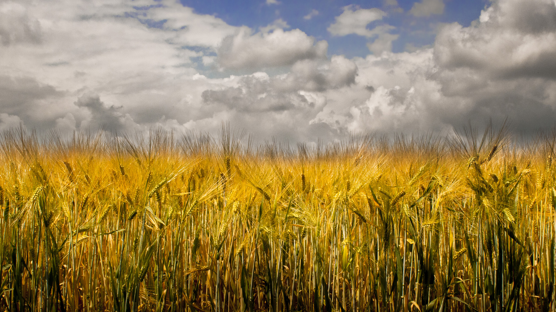 Fields of Gold