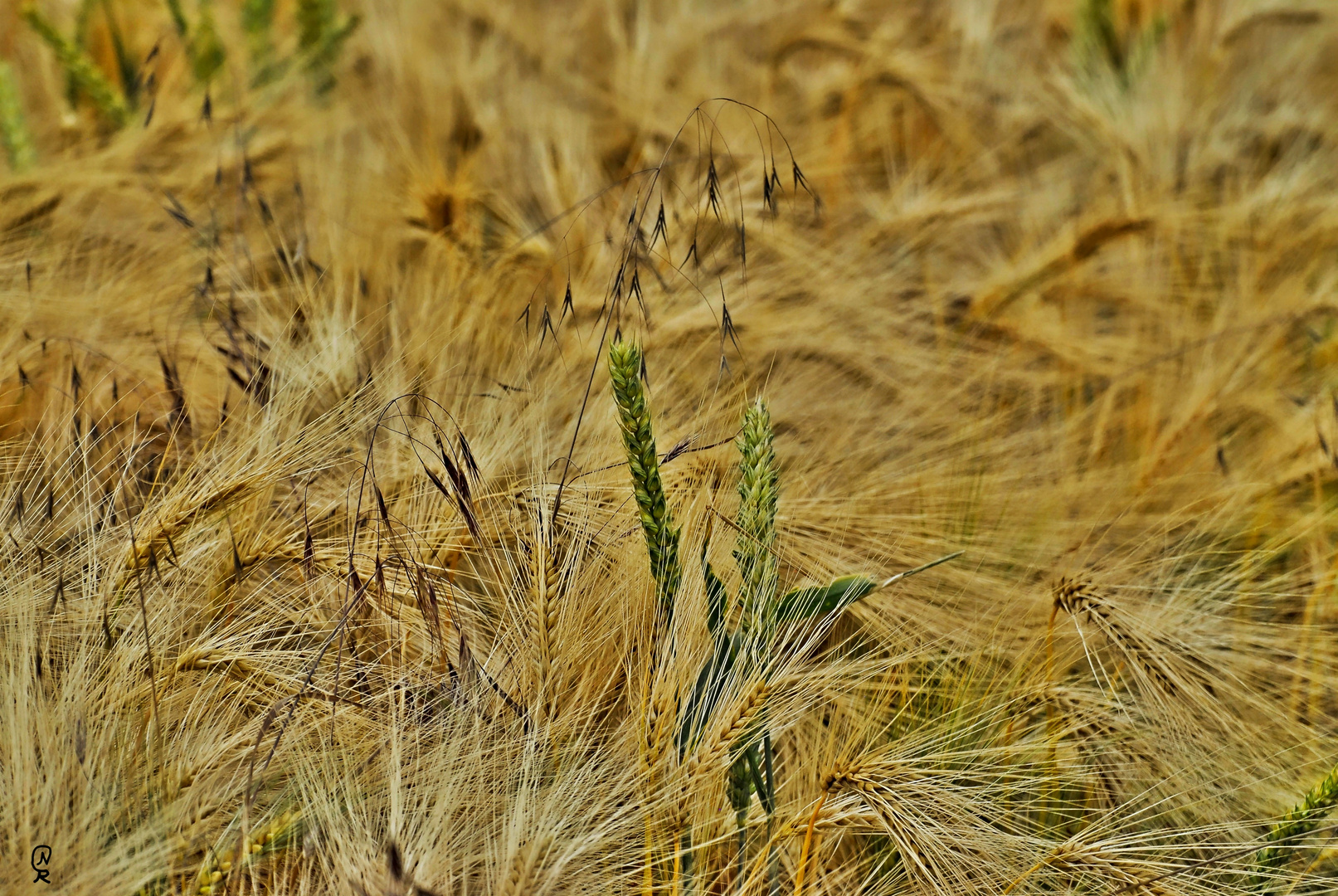 Fields Of Gold