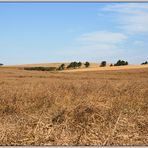 fields of gold