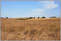 fields of gold