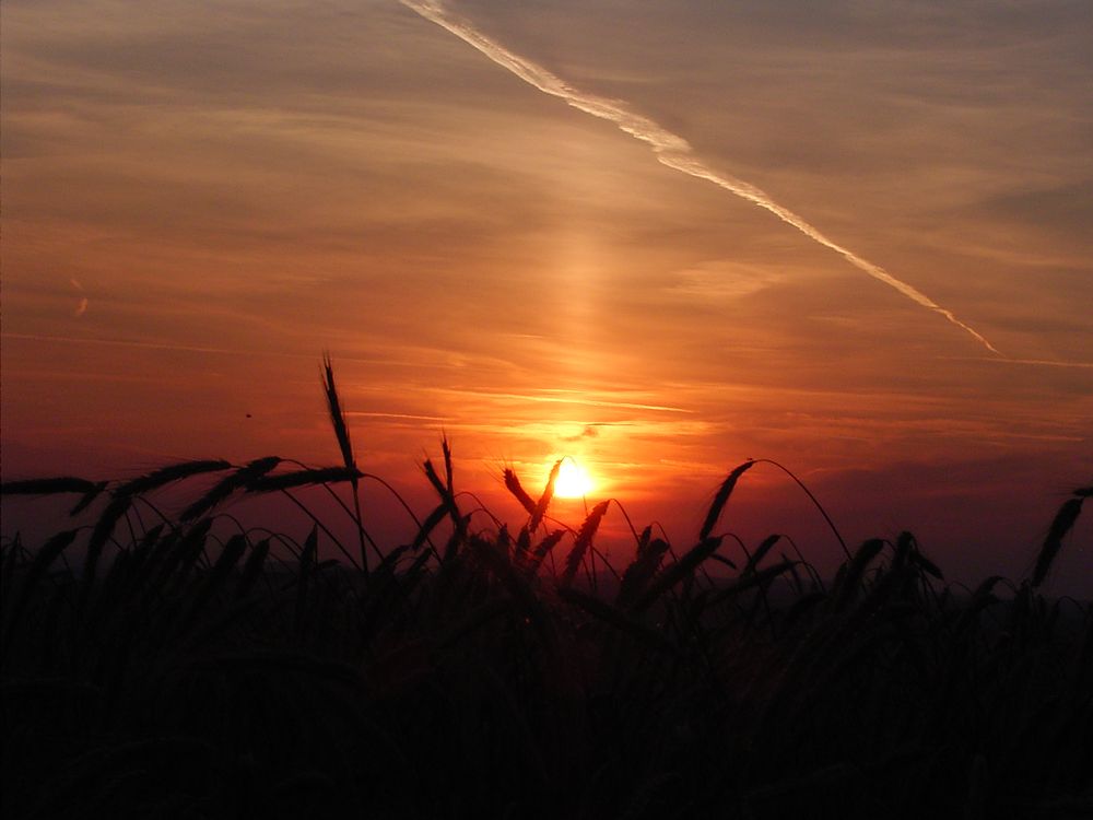 Fields of gold von blackmehh 