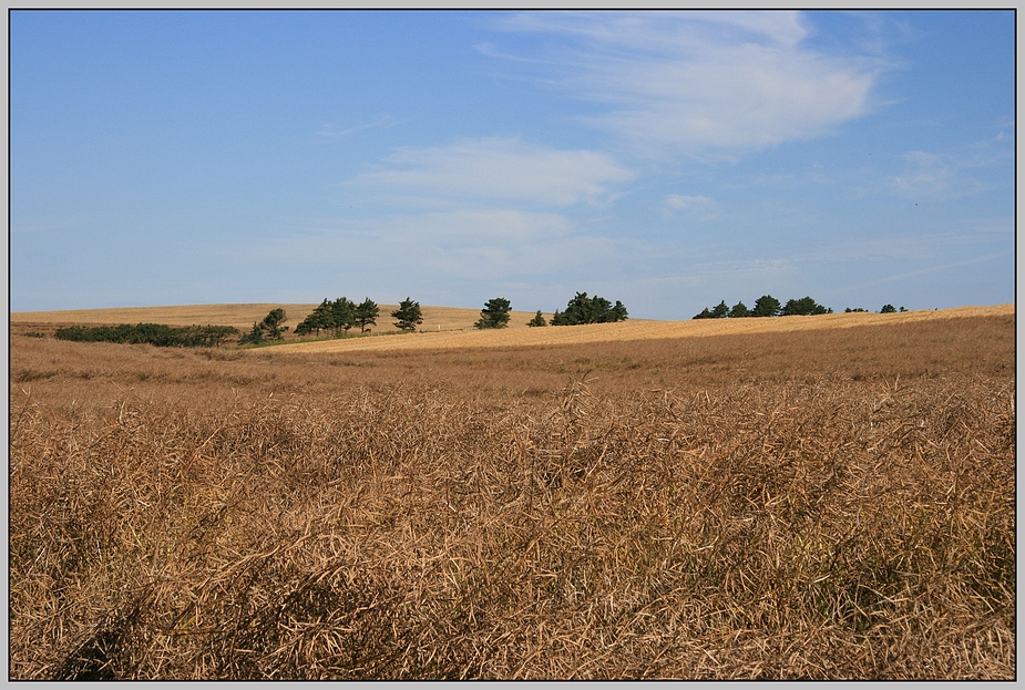 fields of gold