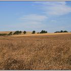 fields of gold