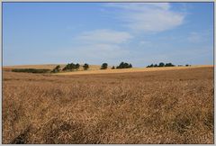 fields of gold