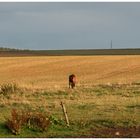 Fields of gold