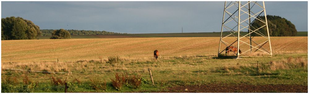 Fields of gold