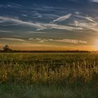 fields of gold