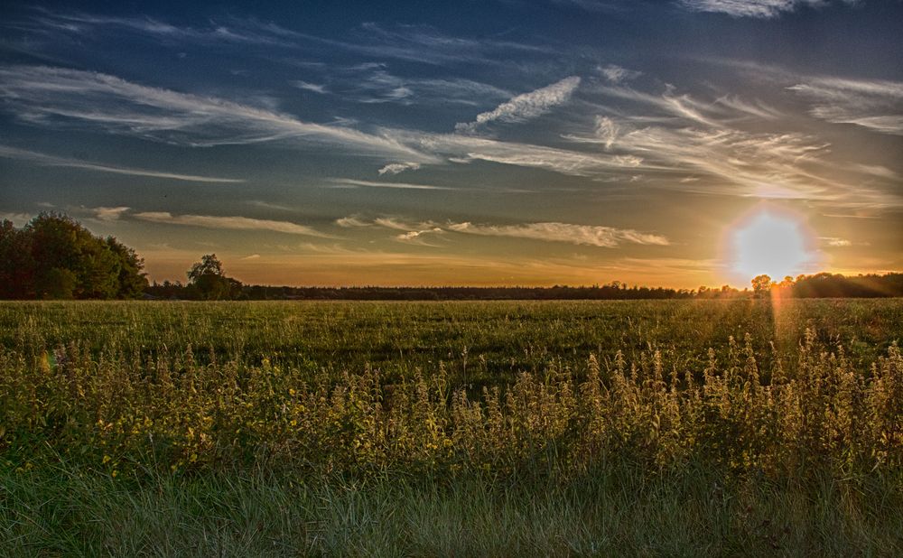 fields of gold