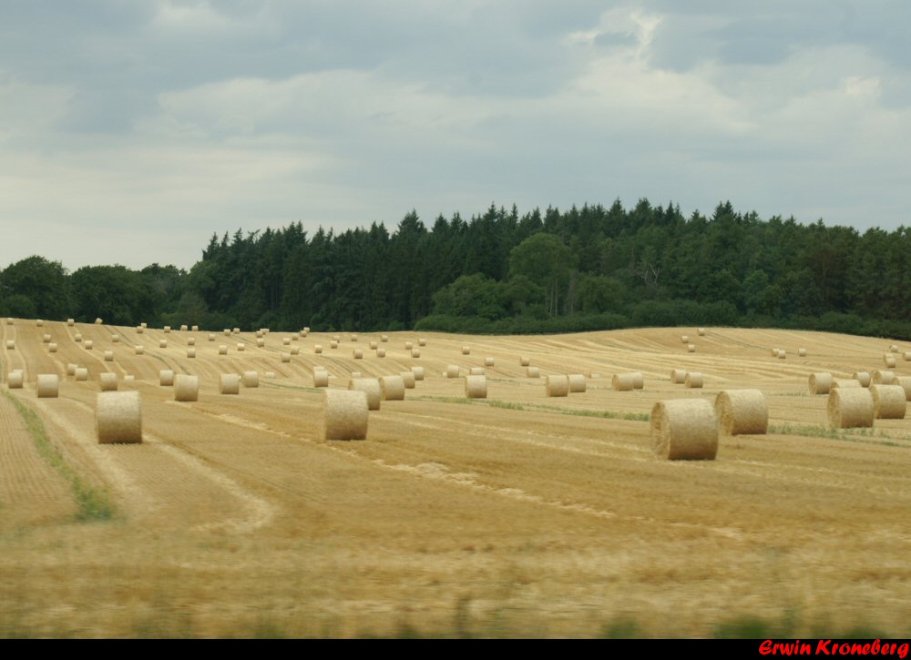 Fields of Gold