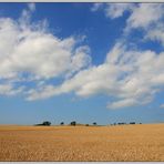 fields of gold