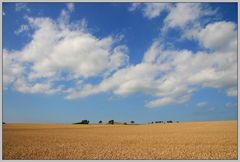 fields of gold