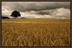 Fields of Gold