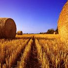 Fields of Gold