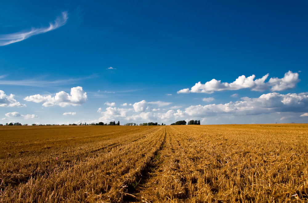 fields of gold