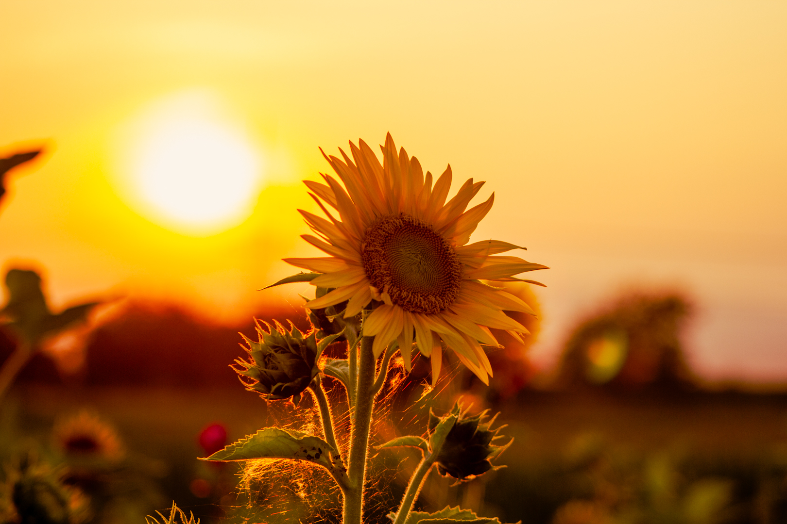 Fields Of Gold 