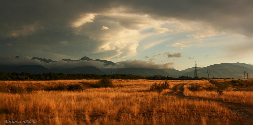 fields of gold