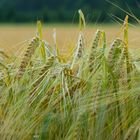 fields of gold