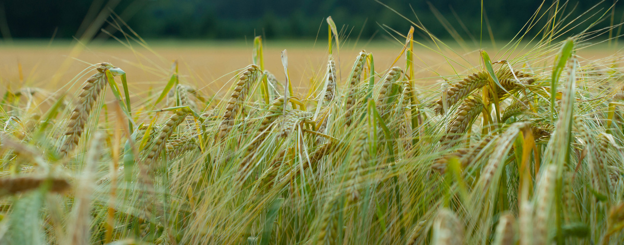 fields of gold