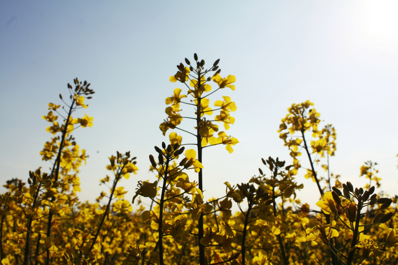 fields of gold