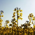 fields of gold