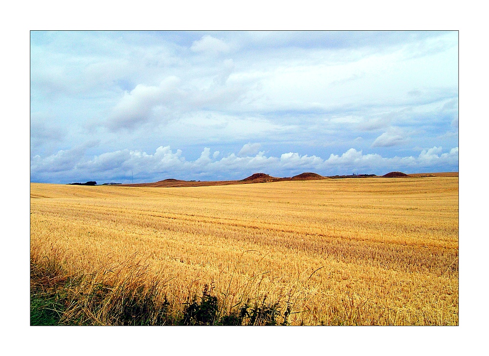 Fields Of Gold