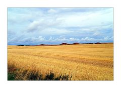 Fields Of Gold