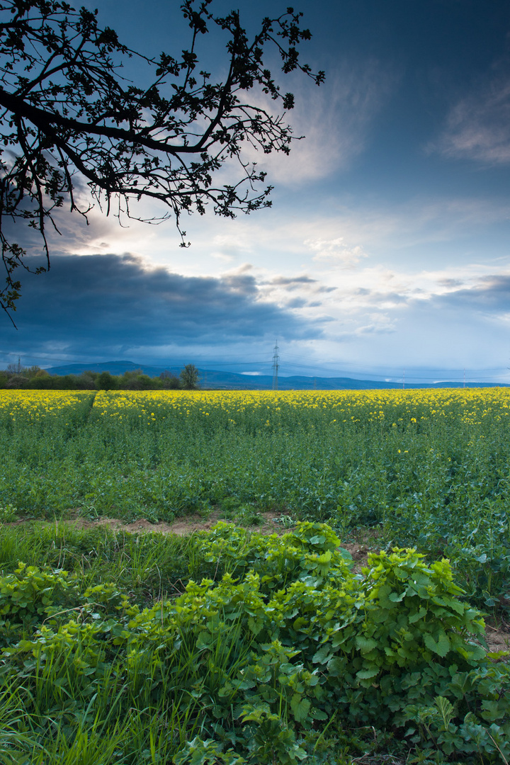 Fields of gold