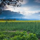 Fields of gold