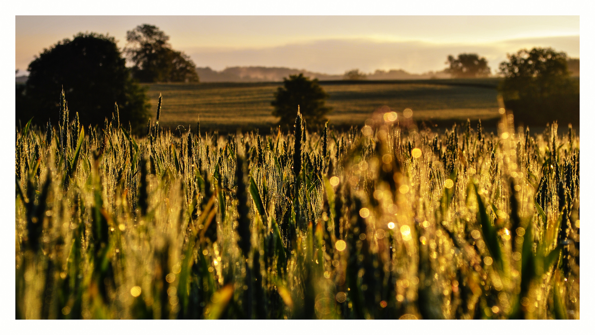 Fields of Gold