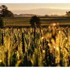 Fields of Gold