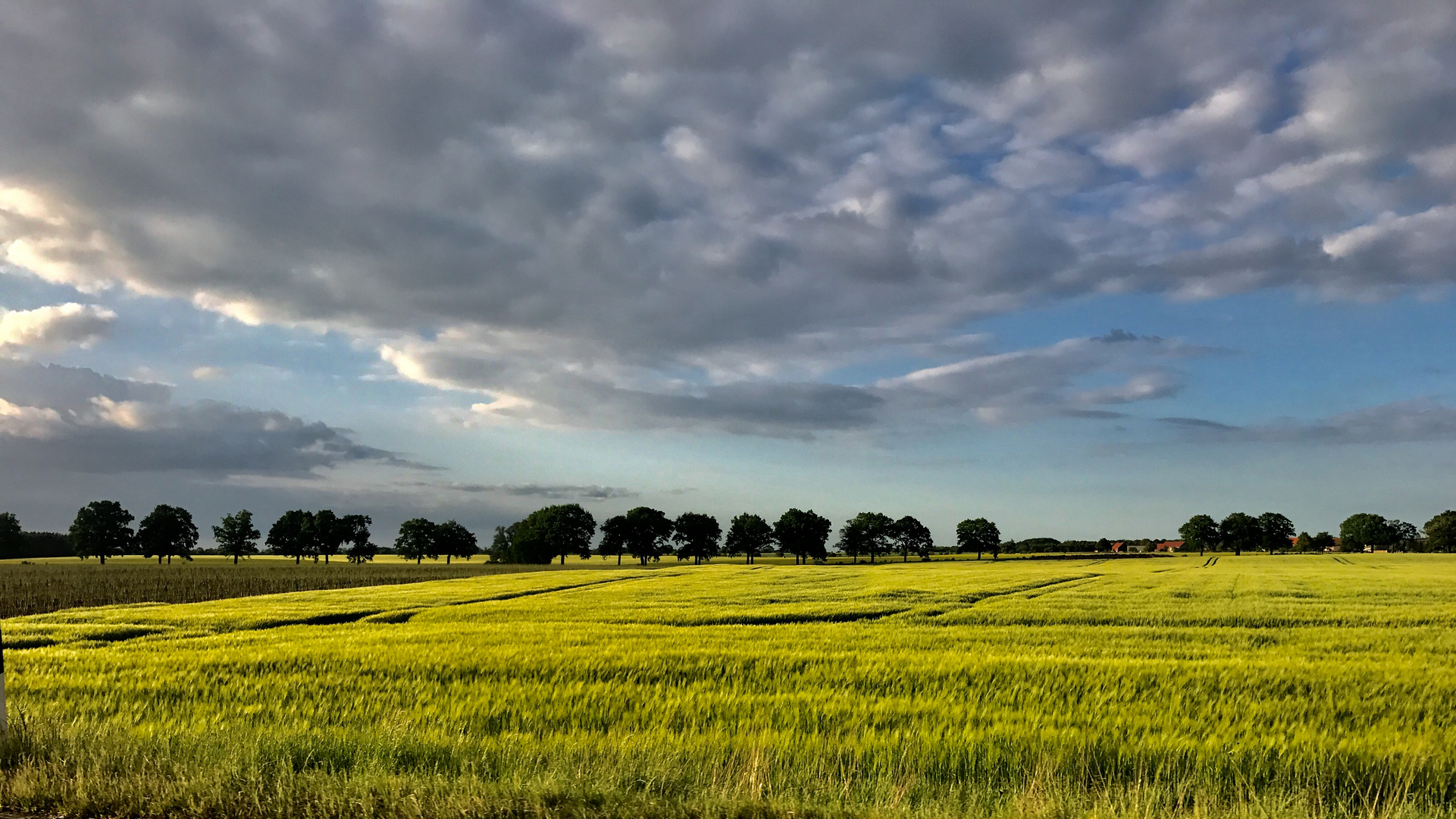 Fields of Gold