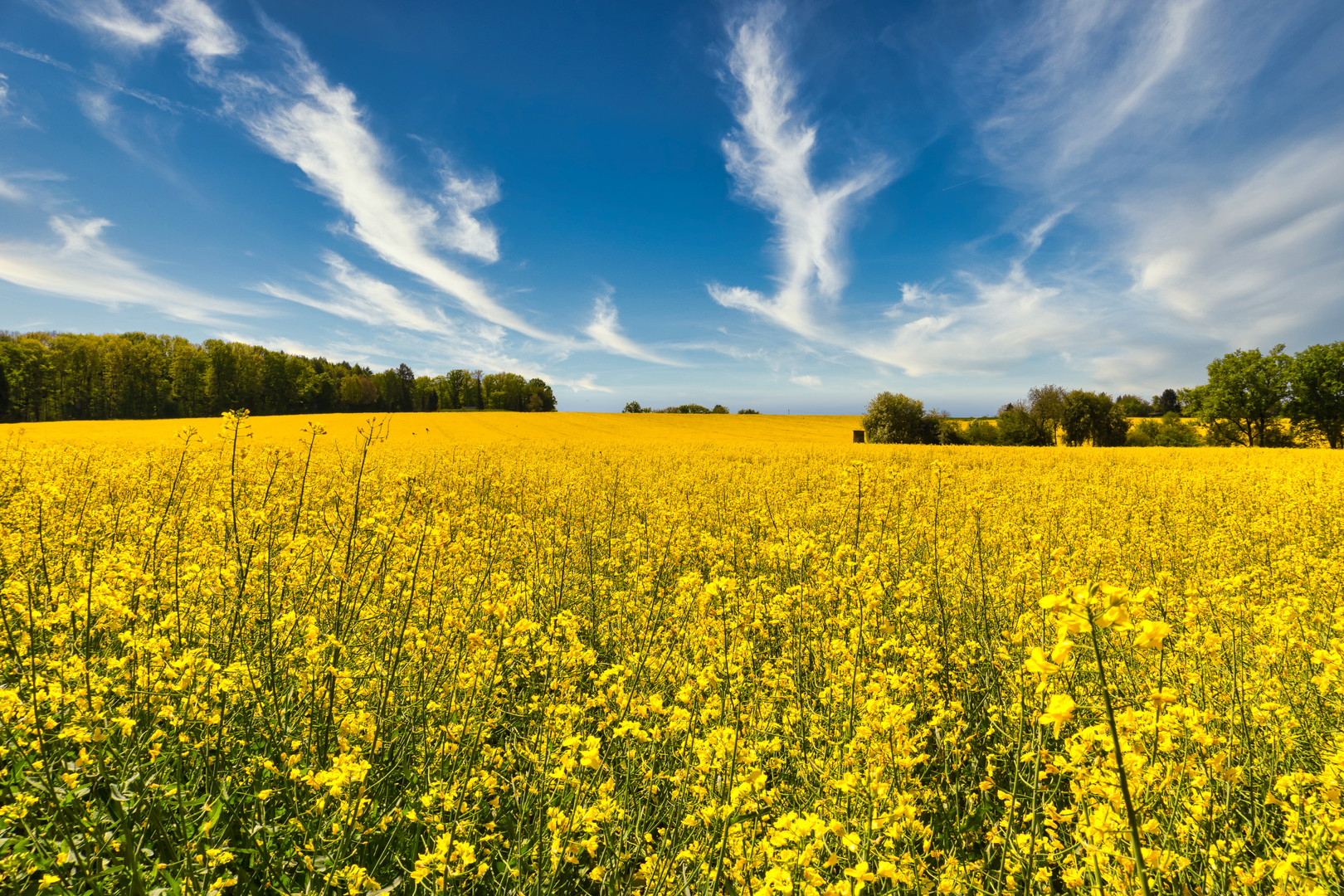 Fields Of Gold