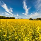 Fields Of Gold