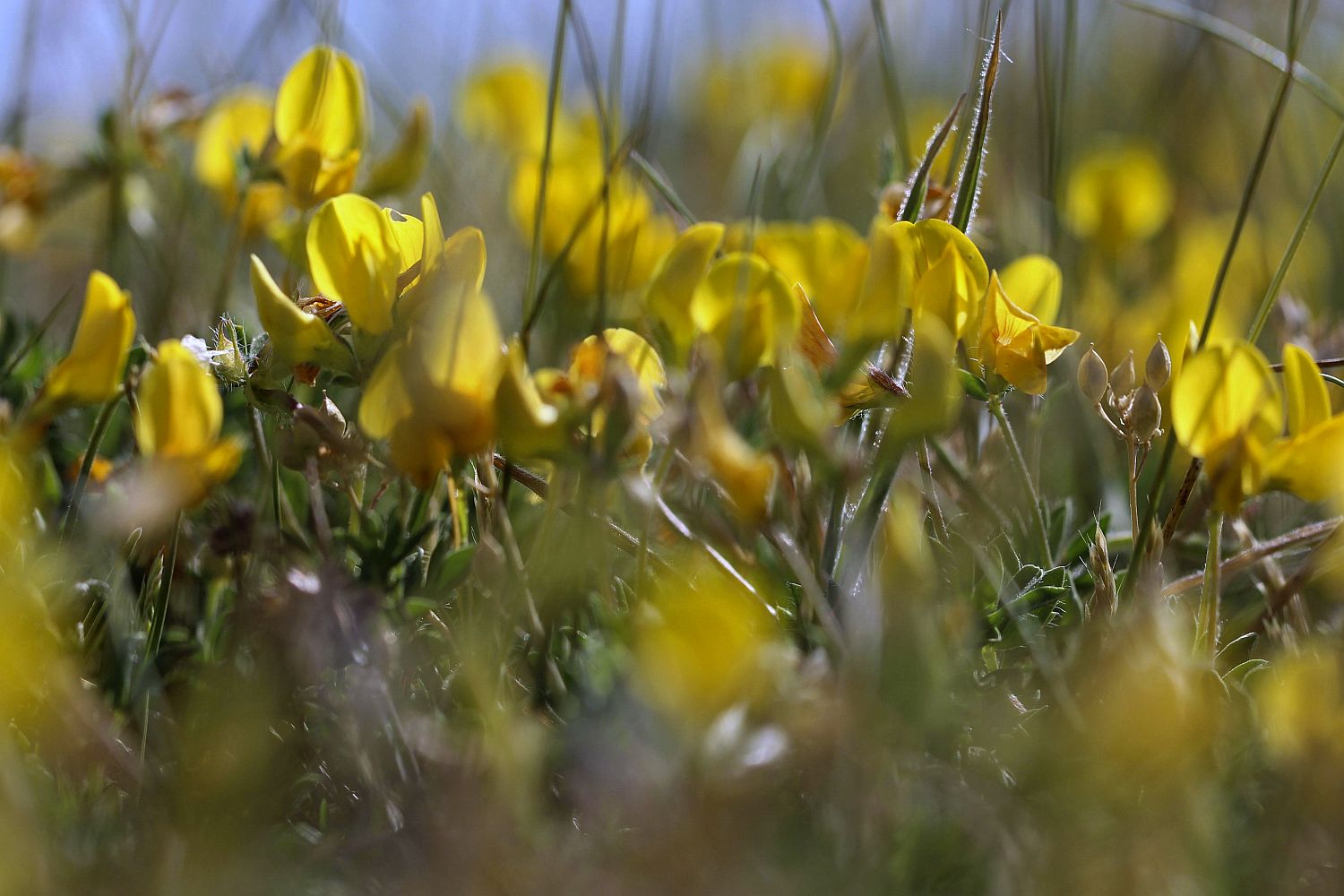 Fields of gold