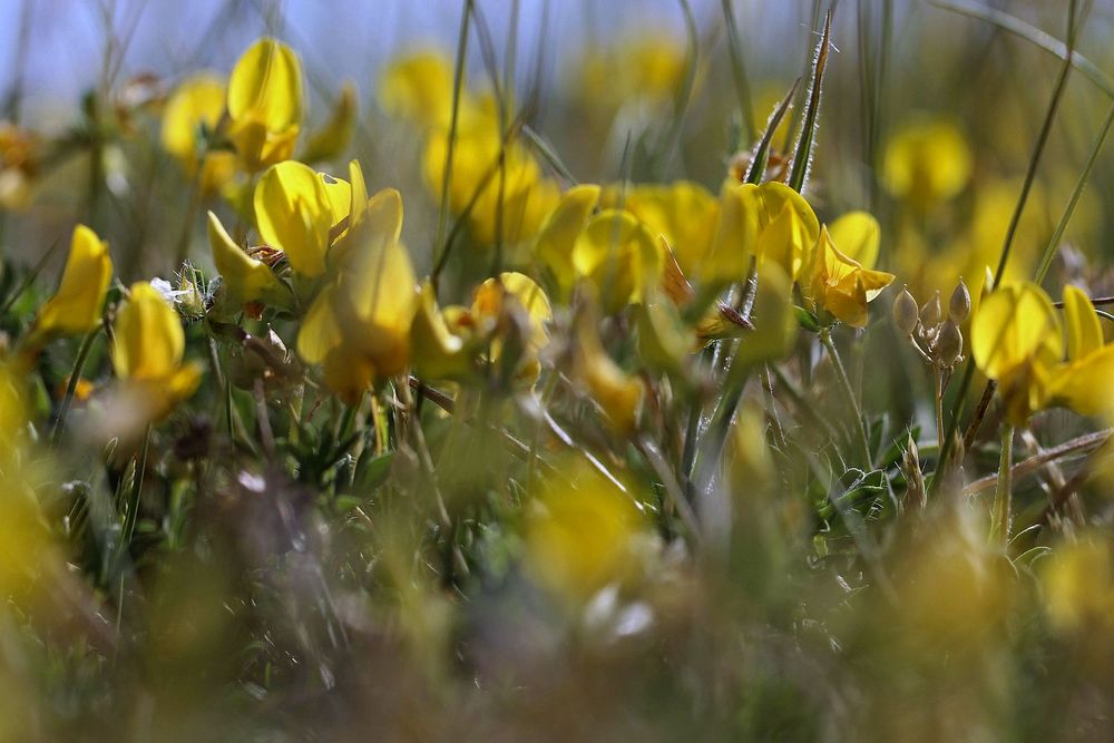 Fields of gold