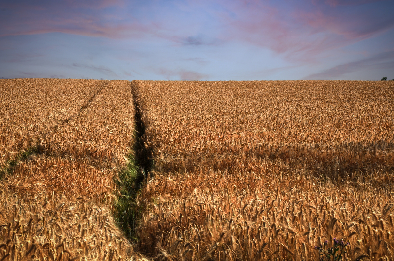 Fields of Gold