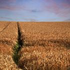 Fields of Gold