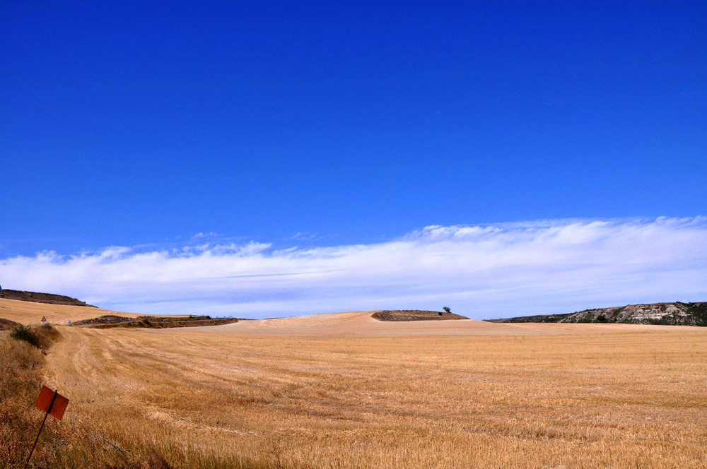 fields of gold