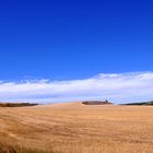 fields of gold