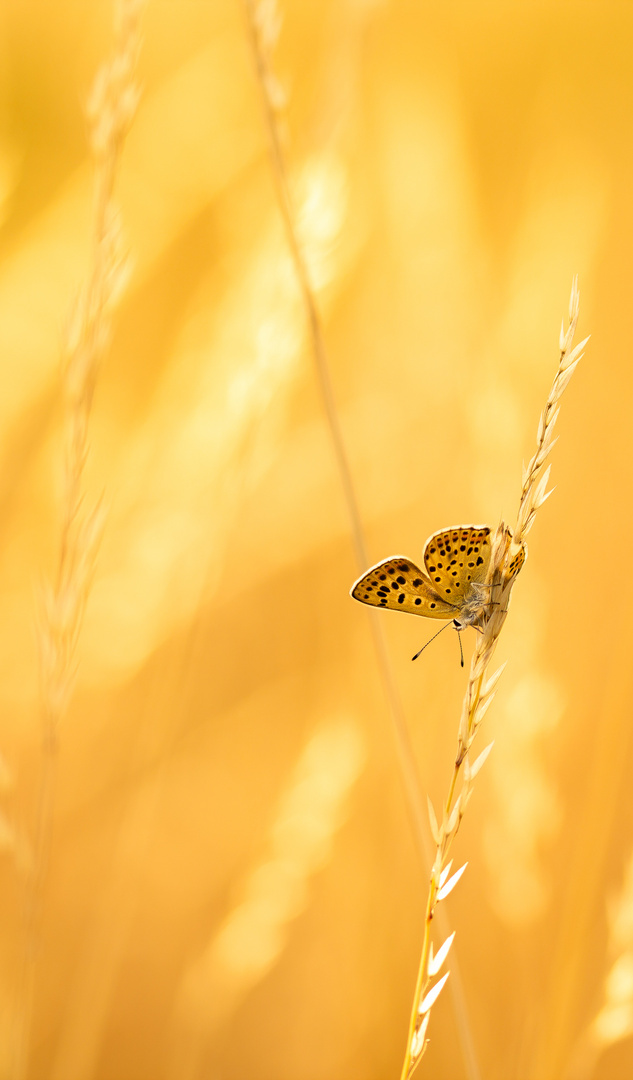 Fields of Gold