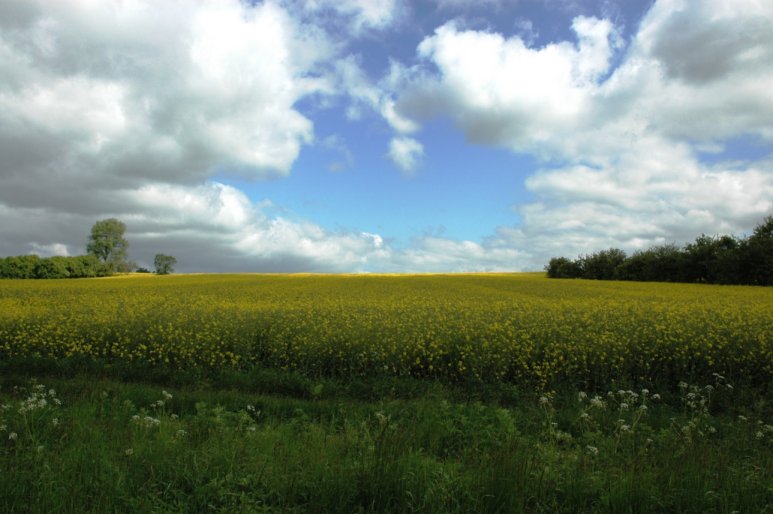 fields of gold