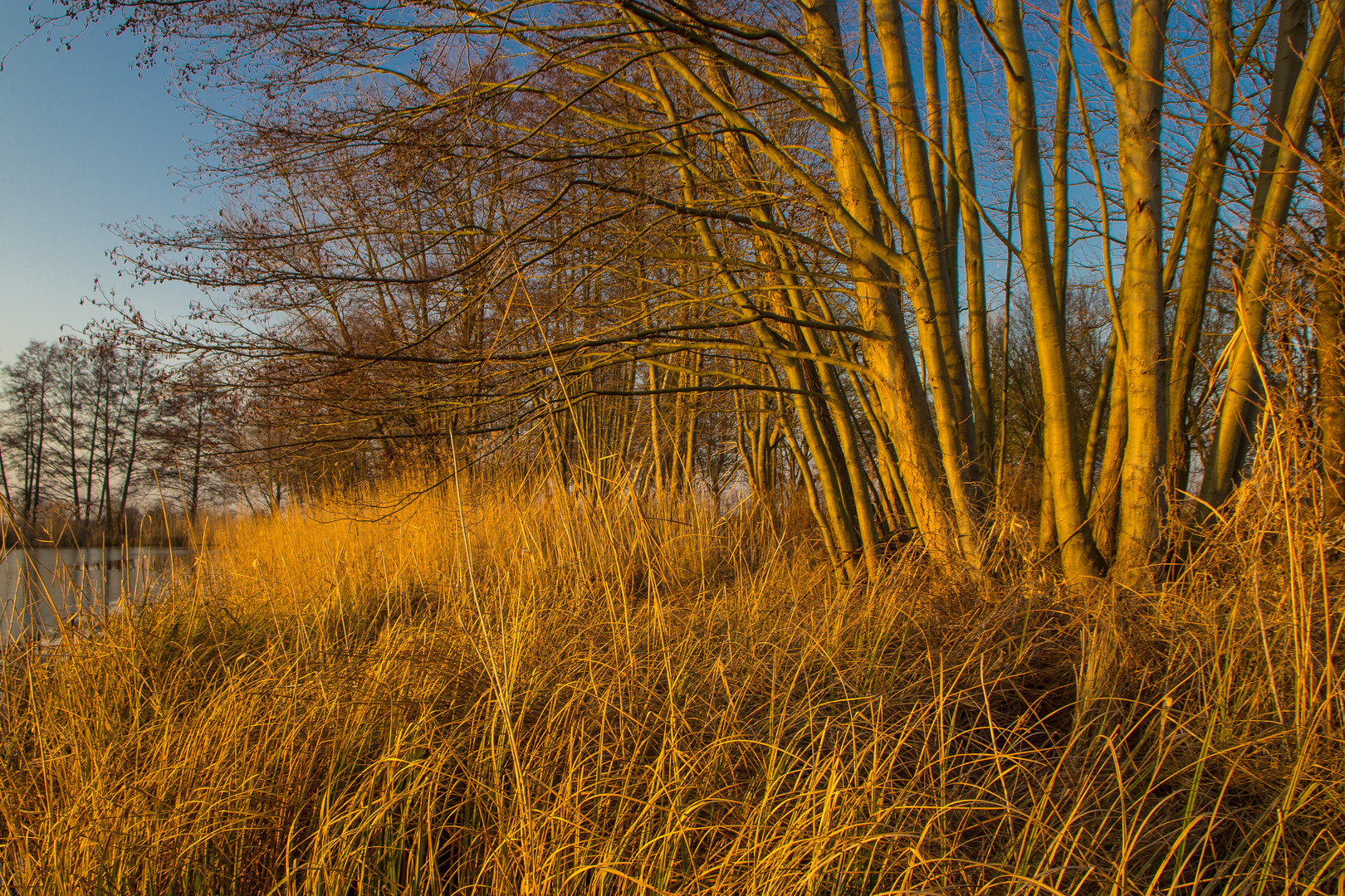 Fields of gold