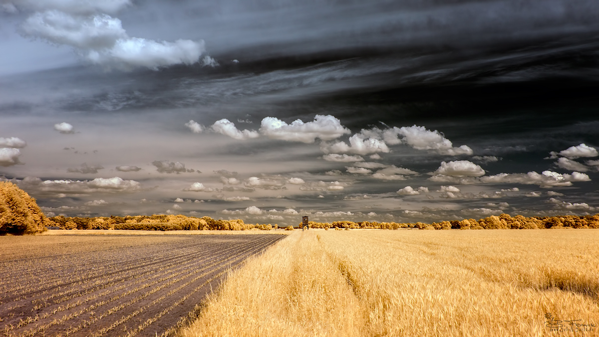 Fields of gold