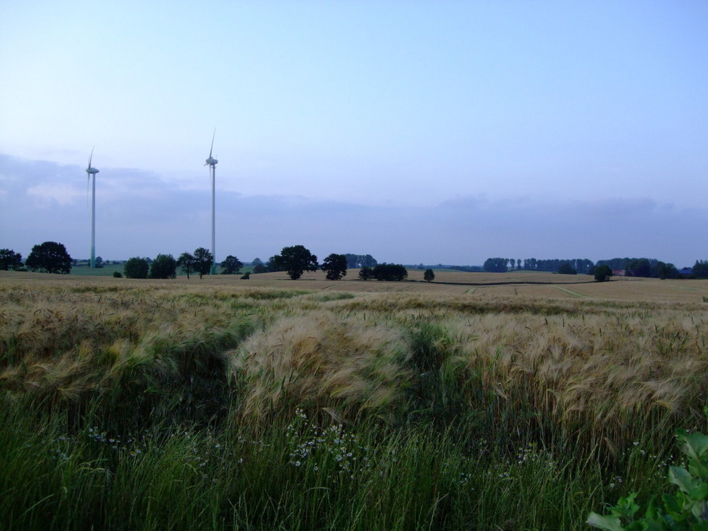 "Fields of Gold"